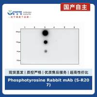 Phosphotyrosine Rabbit mAb (S-R207)