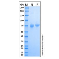 Recombinant Human Serpin D1/Heparin Cofactor II Protein,无动物源,无载体,生物活性,ActiBioPure™,His标签,≥95%(SDS-PAGE),阿拉丁