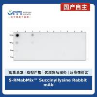 S-RMabMix™ Succinyllysine Rabbit mAb