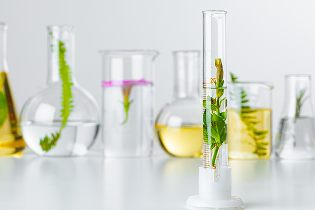 植物抗氧化检测：多维解析抗逆机制，赋能高质量科研数据产出
