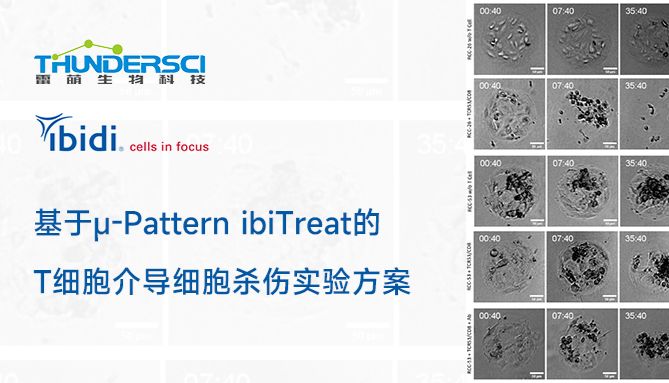 基于μ-Pattern ibiTreat的T细胞介导肿瘤细胞杀伤实验方案
