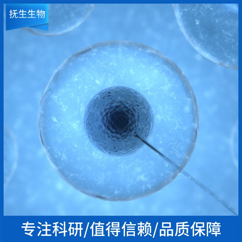 LAD2 人肥大细胞