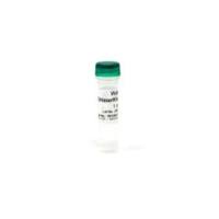 DNase/RNase-Free Water（无DNase/RNase水）