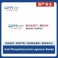 Anti-Phosphotyrosine agarose Beads