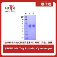 TROP2 His Tag Protein, Cynomolgus