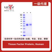 Tissue Factor Protein, Human