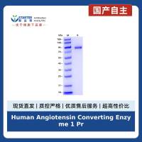 Human Angiotensin Converting Enzyme 1 Protein, His tag