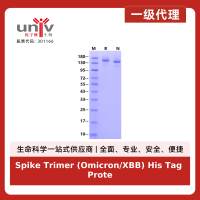Spike Trimer (Omicron/XBB) His Tag Protein, SARS-CoV-2