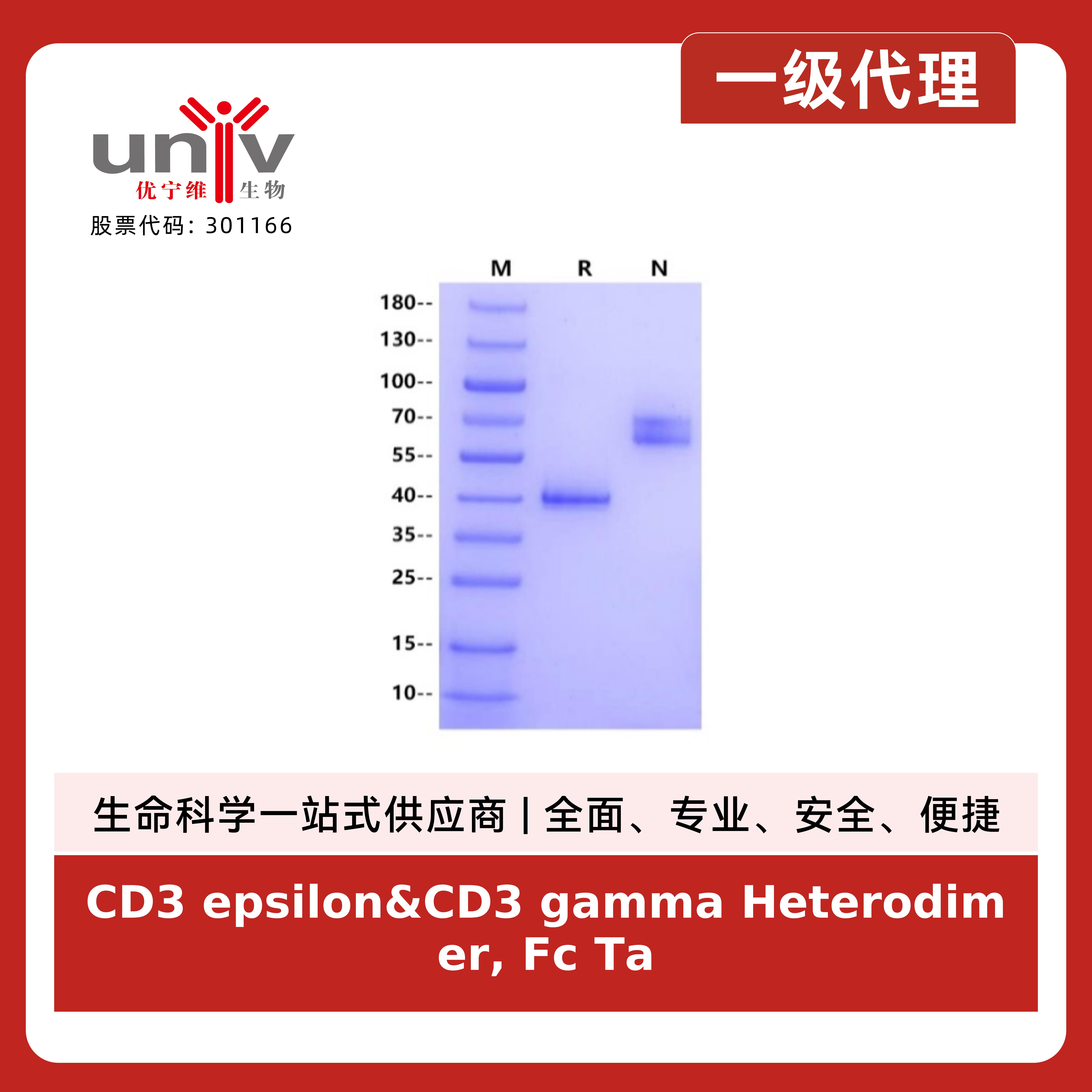 CD3 epsilon&CD3 gamma Heterodimer, Fc Tag&Fc Tag Protein, Cynomolgus产品图