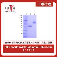 CD3 epsilon&CD3 gamma Heterodimer, Fc Tag&Fc Tag Protein, Cynomolgus