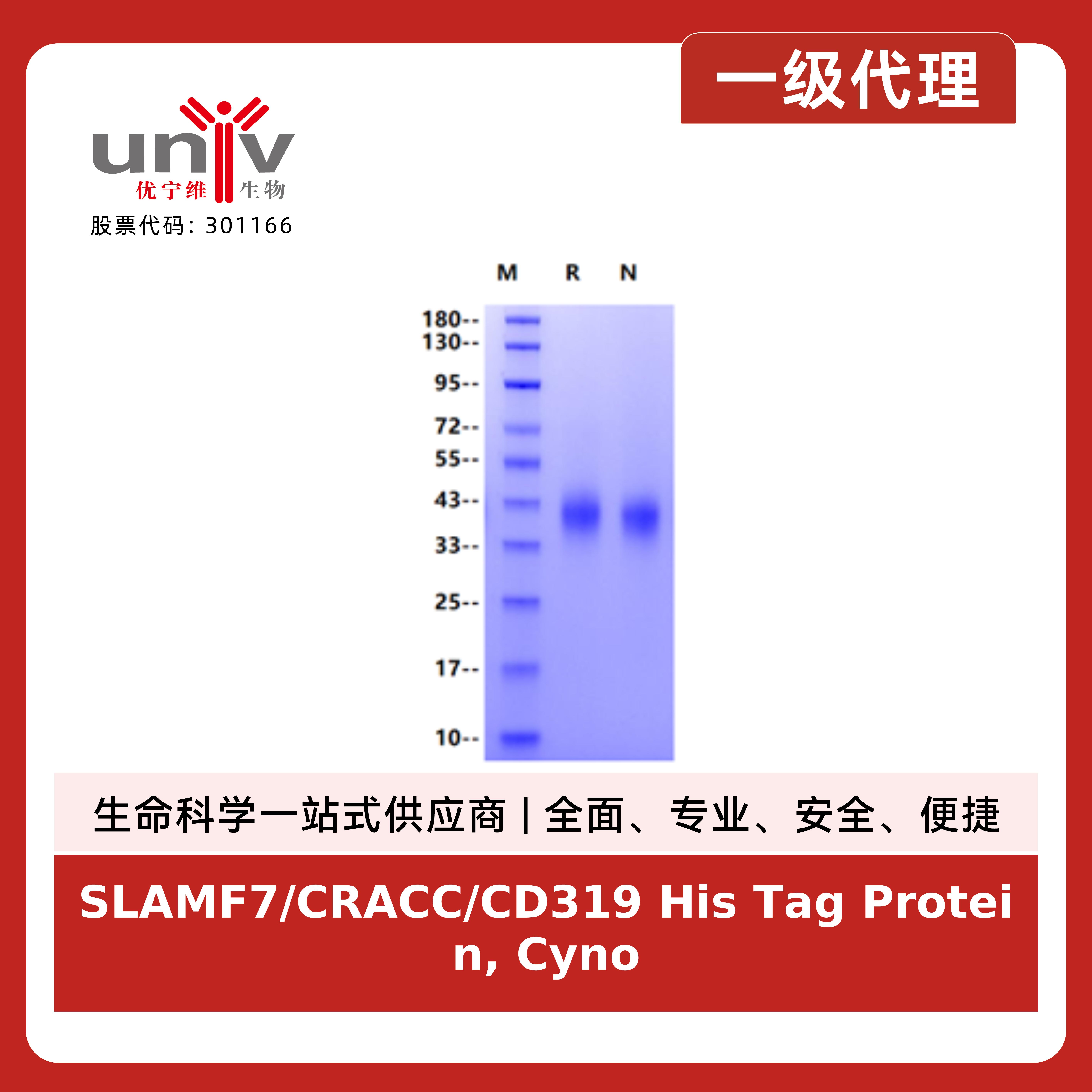SLAMF7/CRACC/CD319 His Tag Protein, Cynomolgus产品图