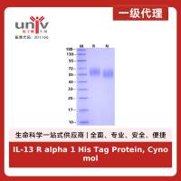 IL-13 R alpha 1 His Tag Protein, Cynomolgus