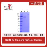 ROR1 Fc Chimera Protein, Human