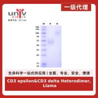 CD3 epsilon&CD3 delta Heterodimer, Llama Fc & Llama Fc Tag Protein, Cynomolgus