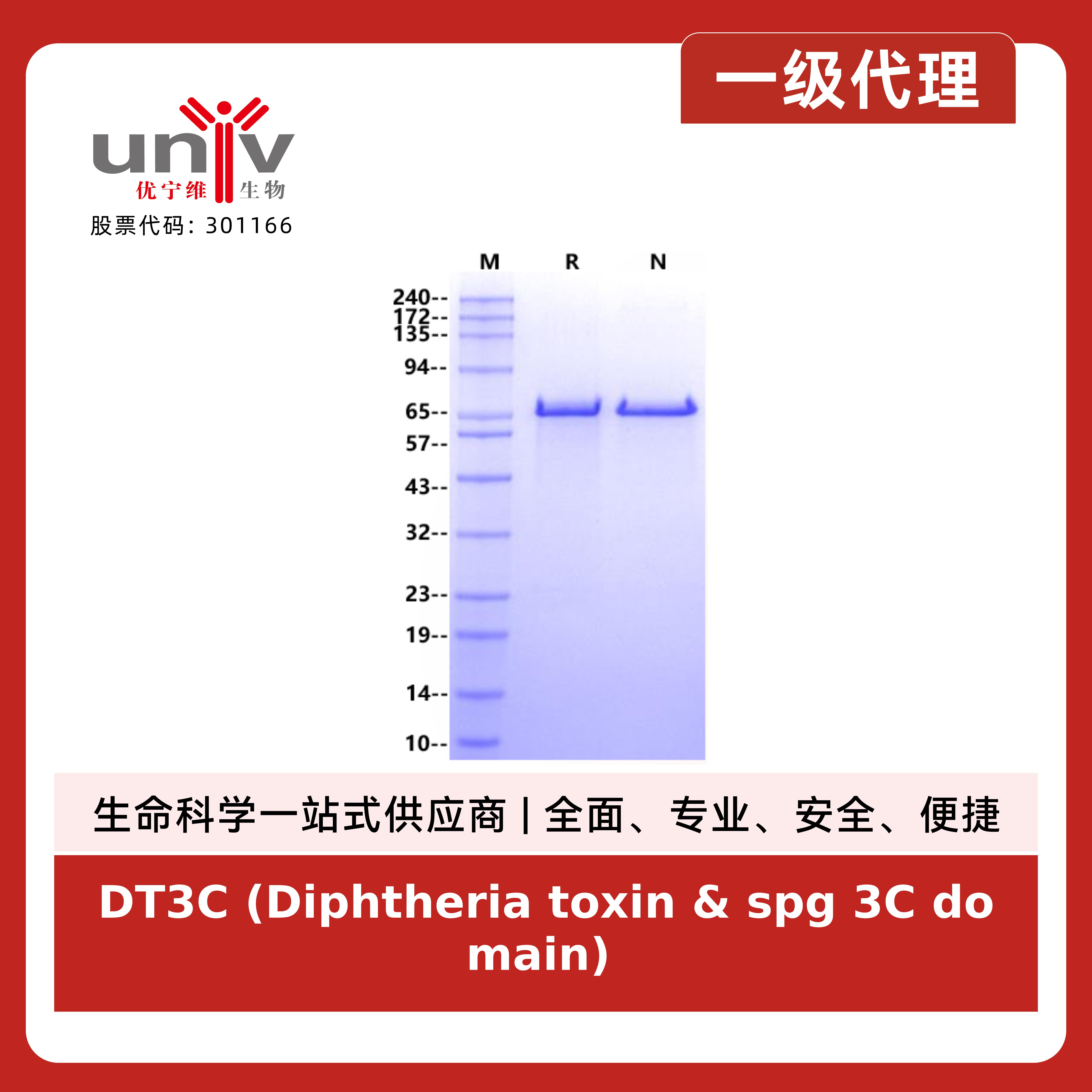DT3C (Diphtheria toxin & spg 3C domain) Protein, Corynephage beta产品图