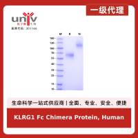 KLRG1 Fc Chimera Protein, Human