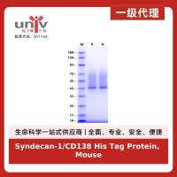 Syndecan-1/CD138 His Tag Protein, Mouse