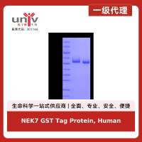 NEK7 GST Tag Protein, Human
