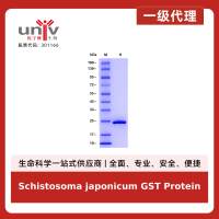 Schistosoma japonicum GST Protein