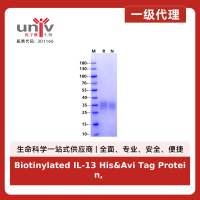 Biotinylated IL-13 His&Avi Tag Protein, Human