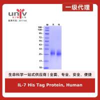 IL-7 His Tag Protein, Human