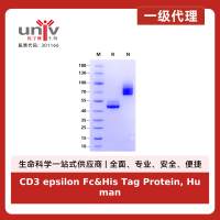 CD3 epsilon Fc&His Tag Protein, Human