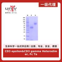 CD3 epsilon&CD3 gamma Heterodimer, Fc Tag&Fc Tag Protein, Human