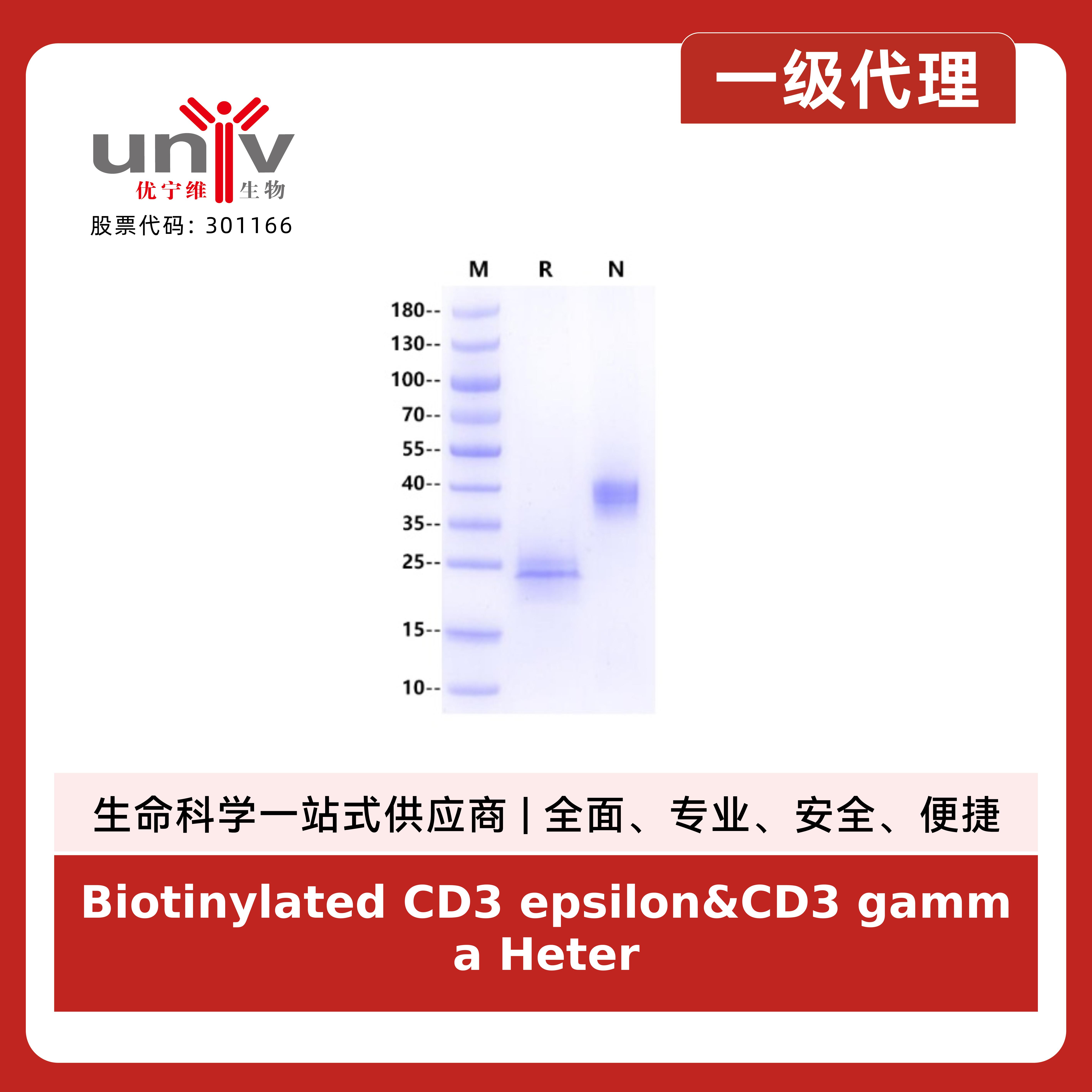 Biotinylated CD3 epsilon&CD3 gamma Heterodimer, His, Avi Tag&Tag Free Protein, Human产品图