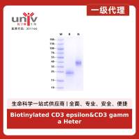 Biotinylated CD3 epsilon&CD3 gamma Heterodimer, His, Avi Tag&Tag Free Protein, Human
