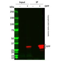 GFP 标签免疫(共)沉淀试剂盒(纳米抗体磁珠法) ,BioReagent, for IP,阿拉丁