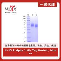 IL-13 R alpha 1 His Tag Protein, Mouse