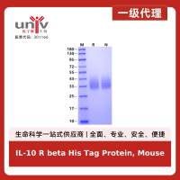 IL-10 R beta His Tag Protein, Mouse