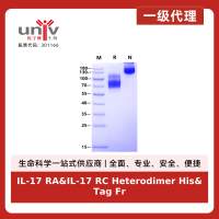 IL-17 RA&IL-17 RC Heterodimer His&Tag Free Protein, Human