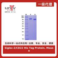Siglec-2/CD22 His Tag Protein, Mouse