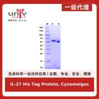 IL-27 His Tag Protein, Cynomolgus