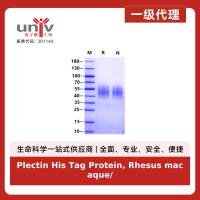 Plectin His Tag Protein, Rhesus macaque/Cynomolgus