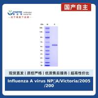 Influenza A virus NP(A/Victoria/2005/2009 H1N1), His tag
