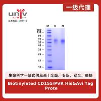 Biotinylated CD155/PVR His&Avi Tag Protein, Human