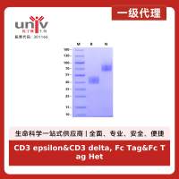 CD3 epsilon&CD3 delta, Fc Tag&Fc Tag Heterodimer Protein, Human