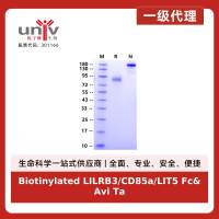 Biotinylated LILRB3/CD85a/LIT5 Fc&Avi Tag Protein, Human