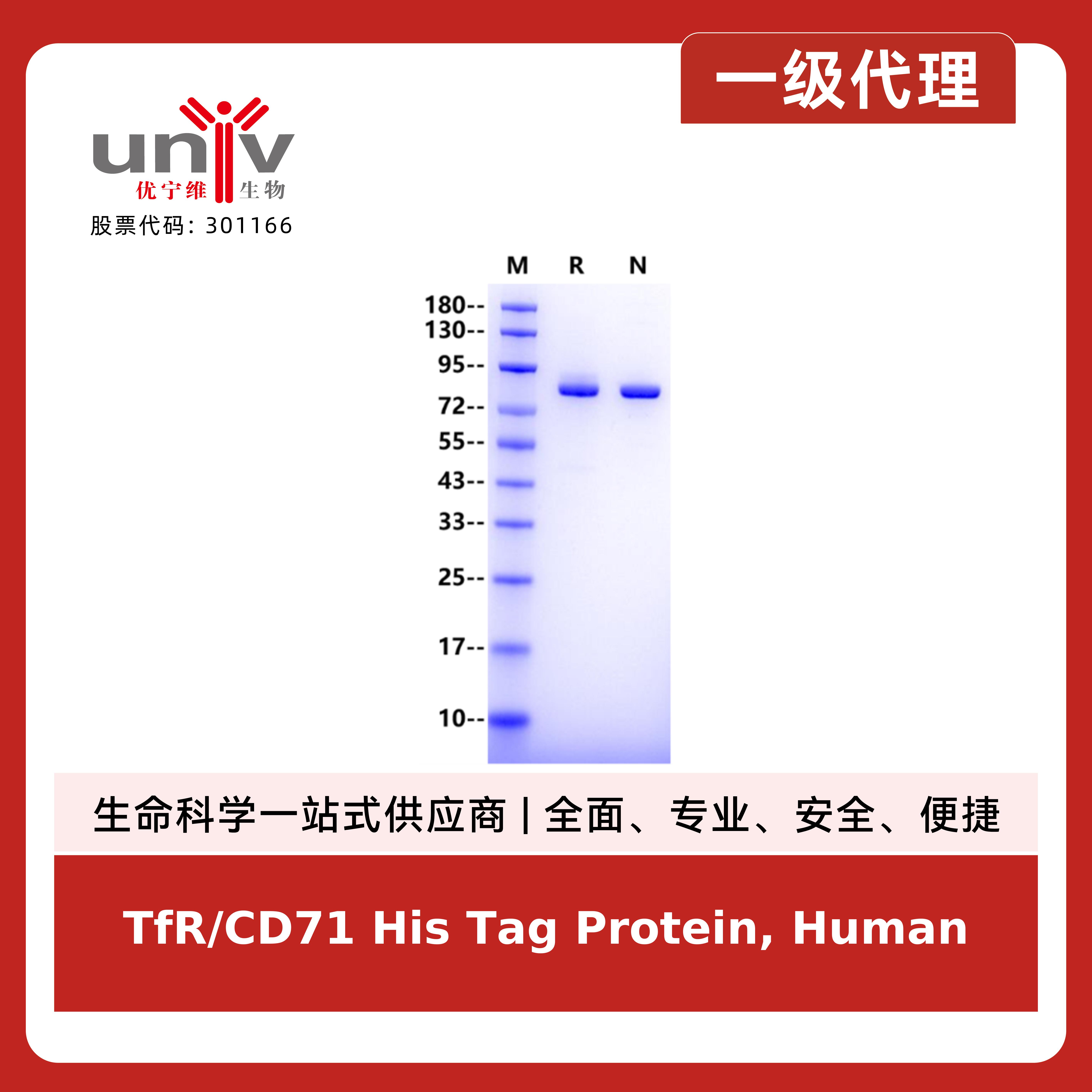 TfR/CD71 His Tag Protein, Human产品图