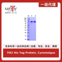 TIE2 His Tag Protein, Cynomolgus