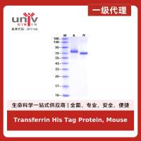 Transferrin His Tag Protein, Mouse