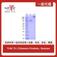 TrkC Fc Chimera Protein, Human