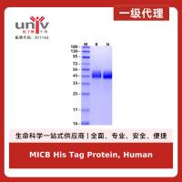 MICB His Tag Protein, Human