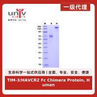 TIM-3/HAVCR2 Fc Chimera Protein, Human