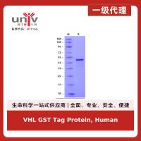 VHL GST Tag Protein, Human