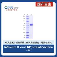 Influenza B virus NP(strainB/Victoria/1308/2005), His tag