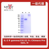 IL-2 R gamma/CD132 Fc Chimera Protein, Human