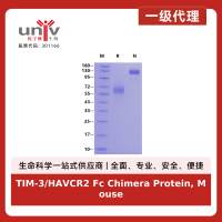 TIM-3/HAVCR2 Fc Chimera Protein, Mouse